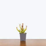Sarracenia Farnhamii Pitcher Plant - House Plants Delivery Toronto - JOMO Studio