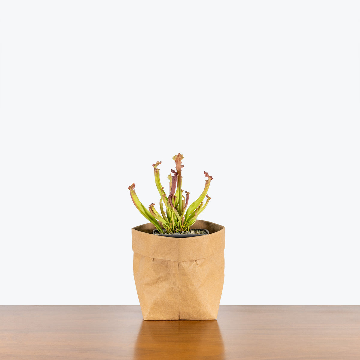 Sarracenia Farnhamii Pitcher Plant - House Plants Delivery Toronto - JOMO Studio