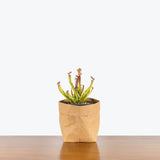 Sarracenia Farnhamii Pitcher Plant - House Plants Delivery Toronto - JOMO Studio