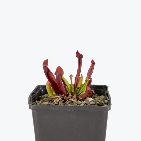 Sarracenia Maroon Pitcher Plant - House Plants Delivery Toronto - JOMO Studio