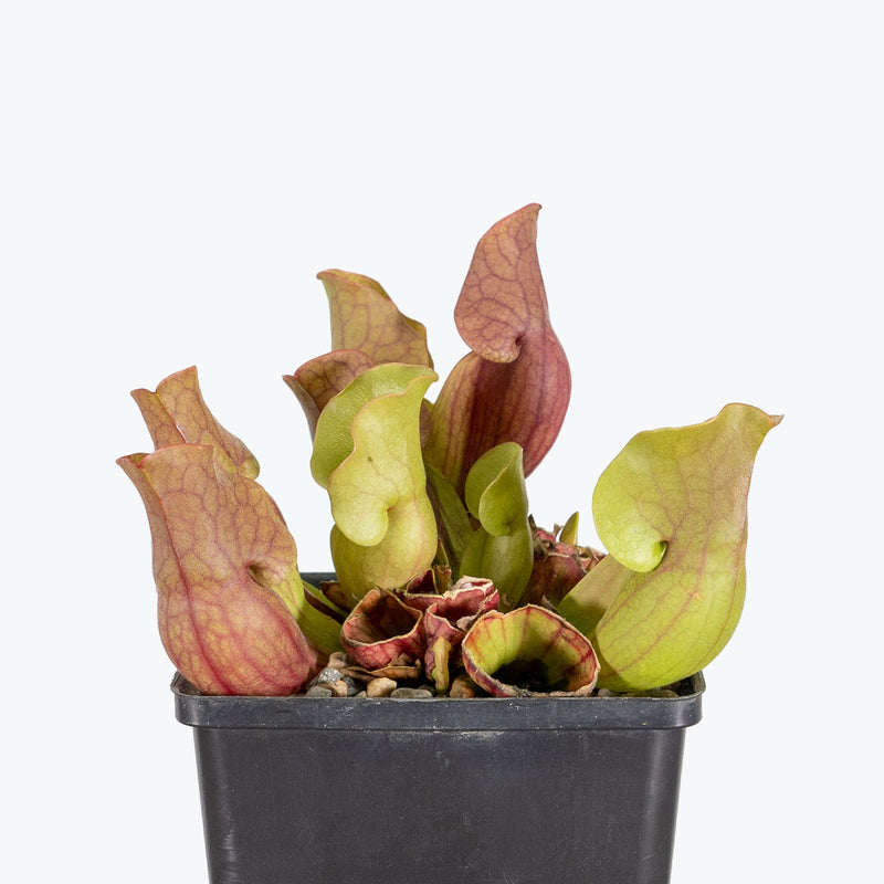 Sarracenia Purpurea Venosa | Purple Pitcher Plant | Care Guide and Pro Tips - Delivery from Toronto across Canada - JOMO Studio