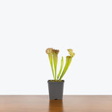 Sarracenia Velvet — 5" Pot