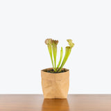 Sarracenia Velvet Pitcher Plant - House Plants Delivery Toronto - JOMO Studio