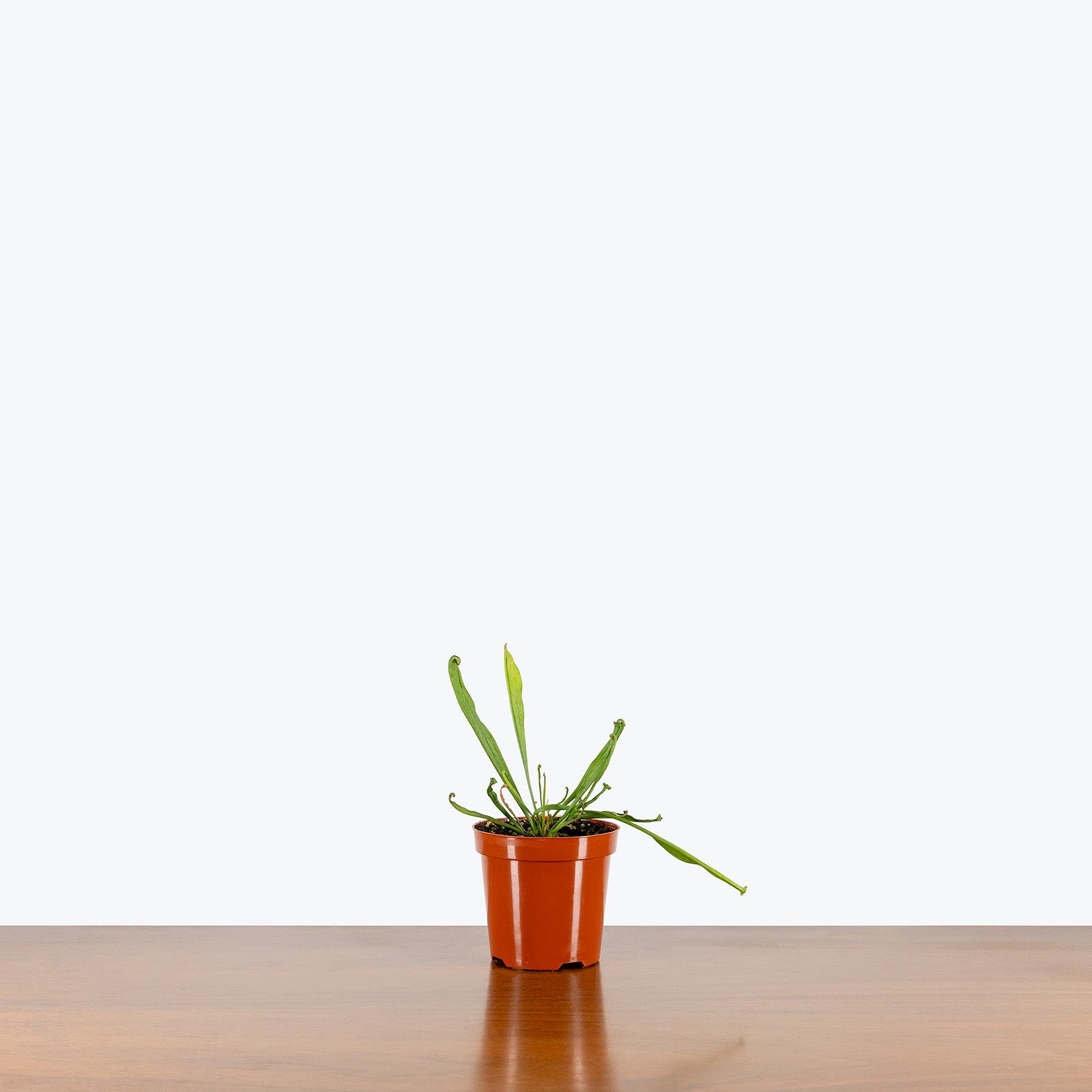 Sarracenia Farnhamii | Pitcher Plant | Care Guide and Pro Tips - Delivery from Toronto across Canada - JOMO Studio