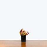Sarracenia Maroon — 4" Pot
