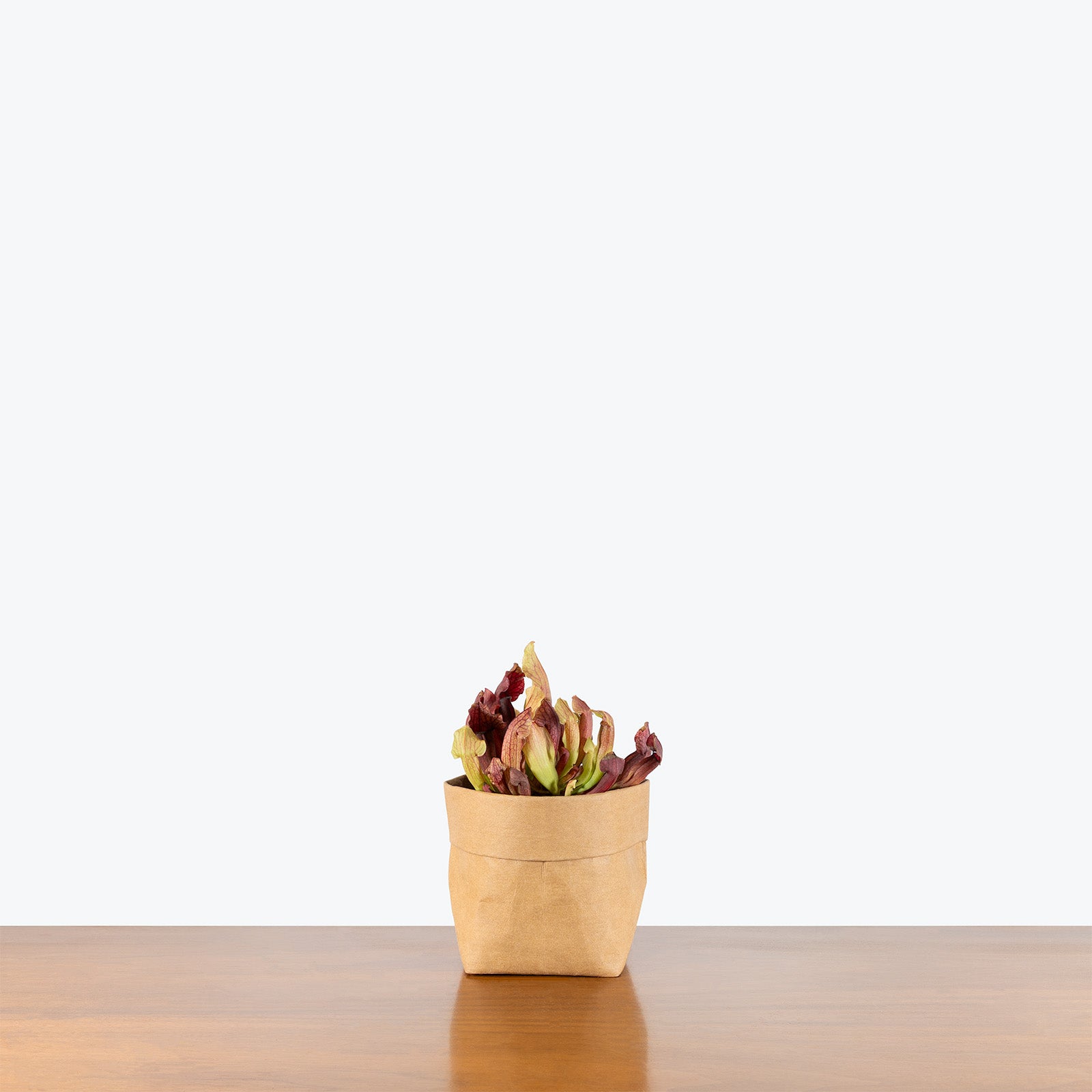 Sarracenia Maroon Pitcher Plant | Exotic Carnivorous Pitcher Plants for Delivery | Care Guide and Pro Tips