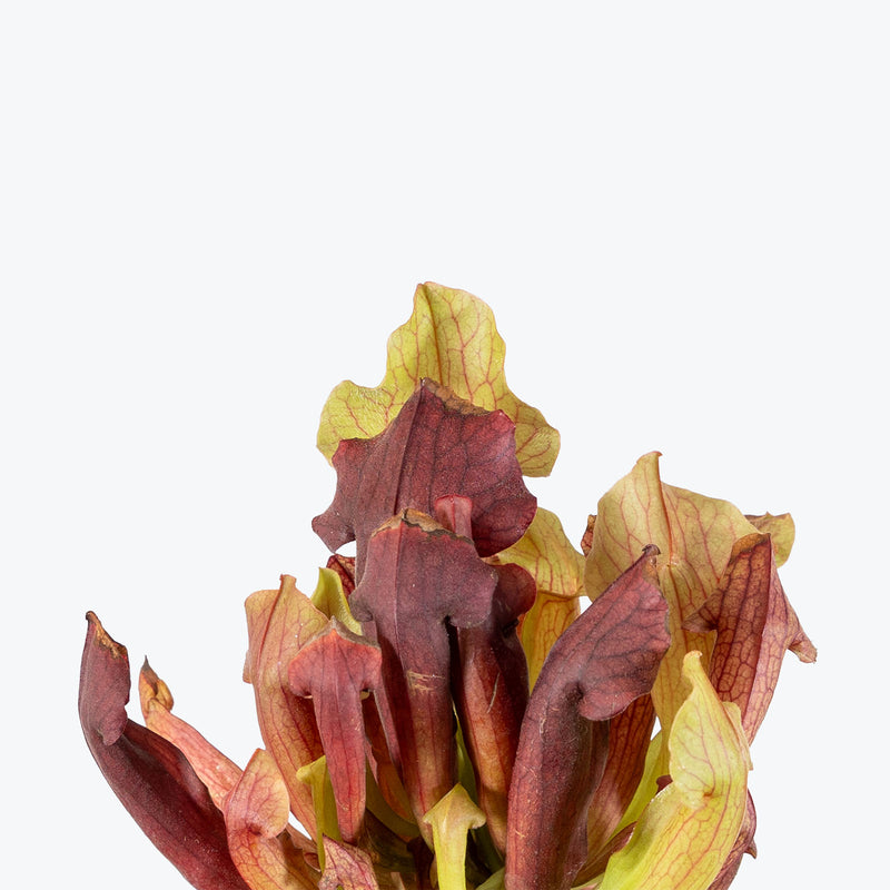 Sarracenia Maroon Pitcher Plant | Exotic Carnivorous Pitcher Plants for Delivery | Care Guide and Pro Tips