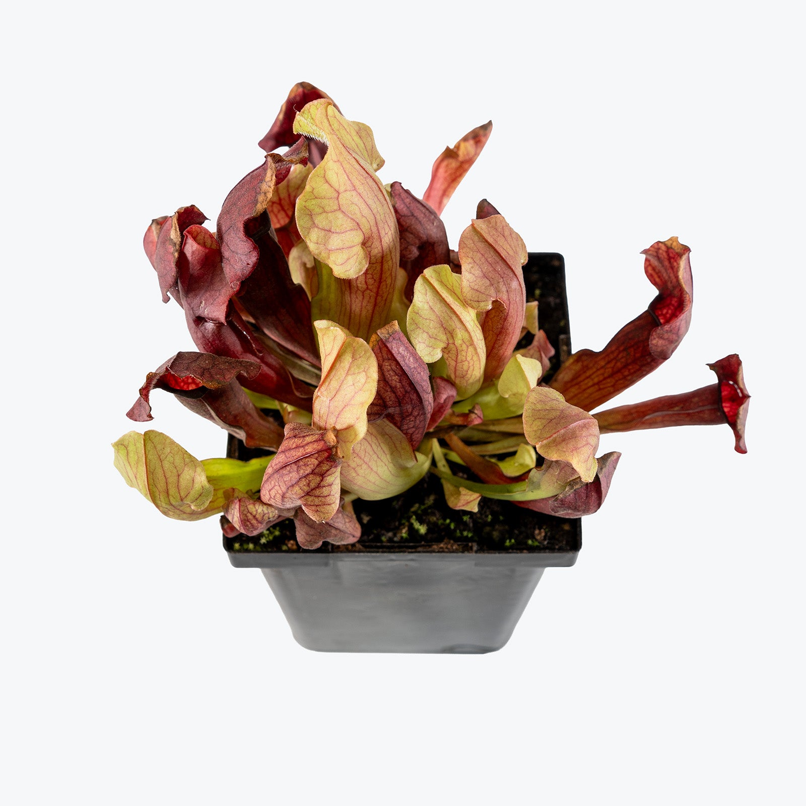 Sarracenia Maroon Pitcher Plant | Exotic Carnivorous Pitcher Plants for Delivery | Care Guide and Pro Tips