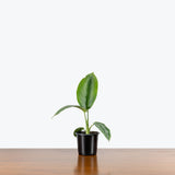 Schismatoglottis Silver Borneo — 4" Pot