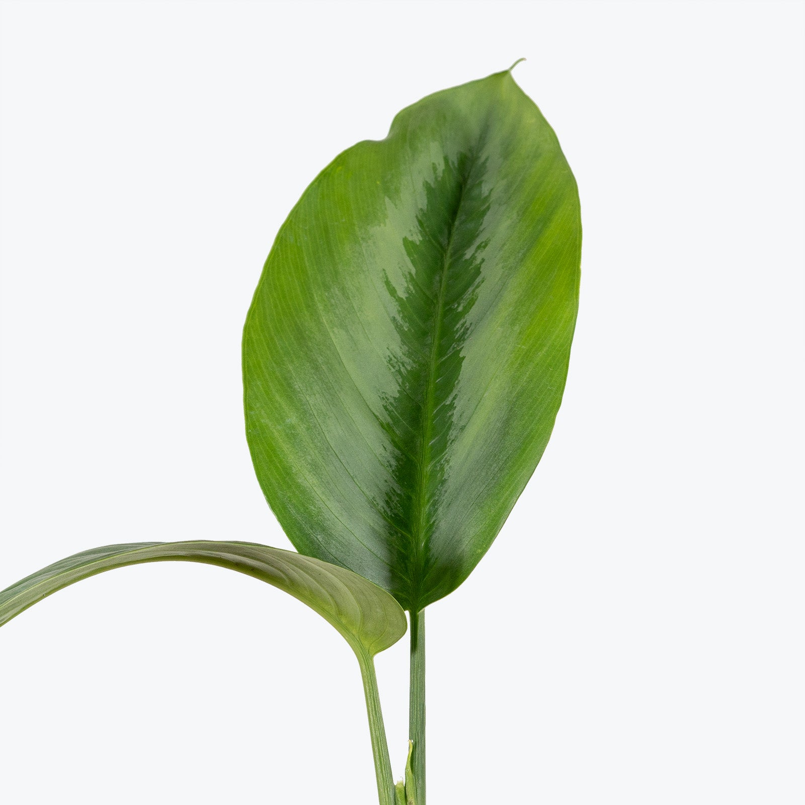 Schismatoglottis Silver Borneo - House Plants Delivery Toronto - JOMO Studio