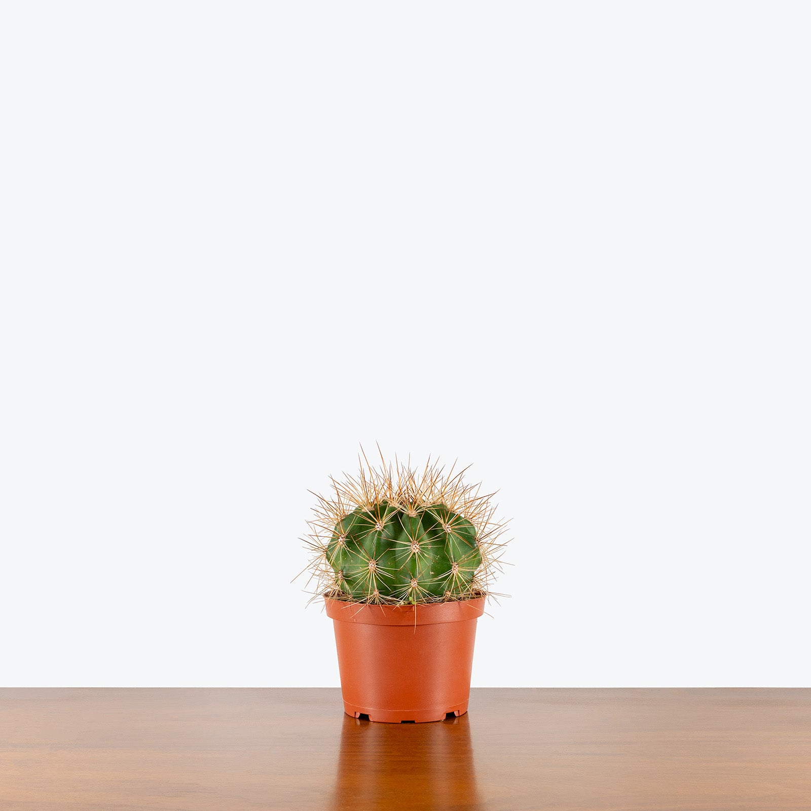 Schwarz's Barrel Cactus | Ferocactus Schwarzii | Care Guide and Pro Tips - Delivery from Toronto across Canada - JOMO Studio