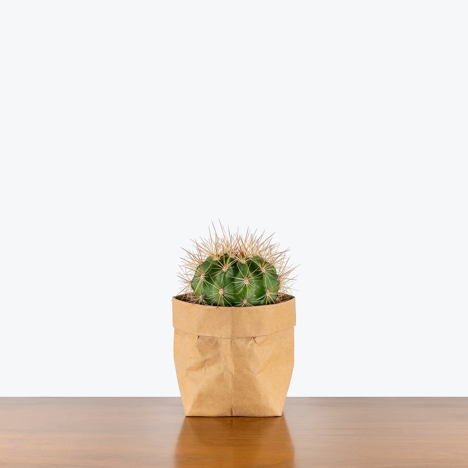 Schwarz's Barrel Cactus | Ferocactus Schwarzii | Care Guide and Pro Tips - Delivery from Toronto across Canada - JOMO Studio