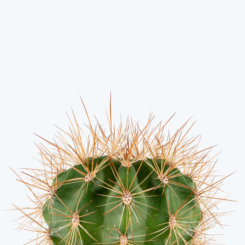 Schwarz's Barrel Cactus | Ferocactus Schwarzii | Care Guide and Pro Tips - Delivery from Toronto across Canada - JOMO Studio