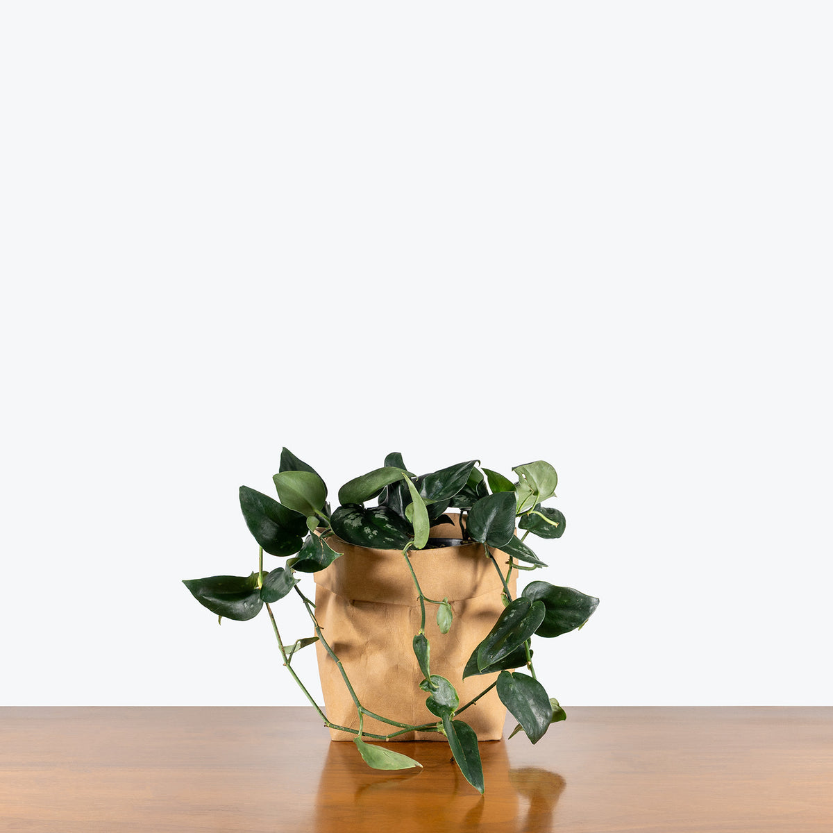 nearly black pothos Scindapsus Black Splash | Care Guide and Pro Tips - Delivery from Toronto across Canada