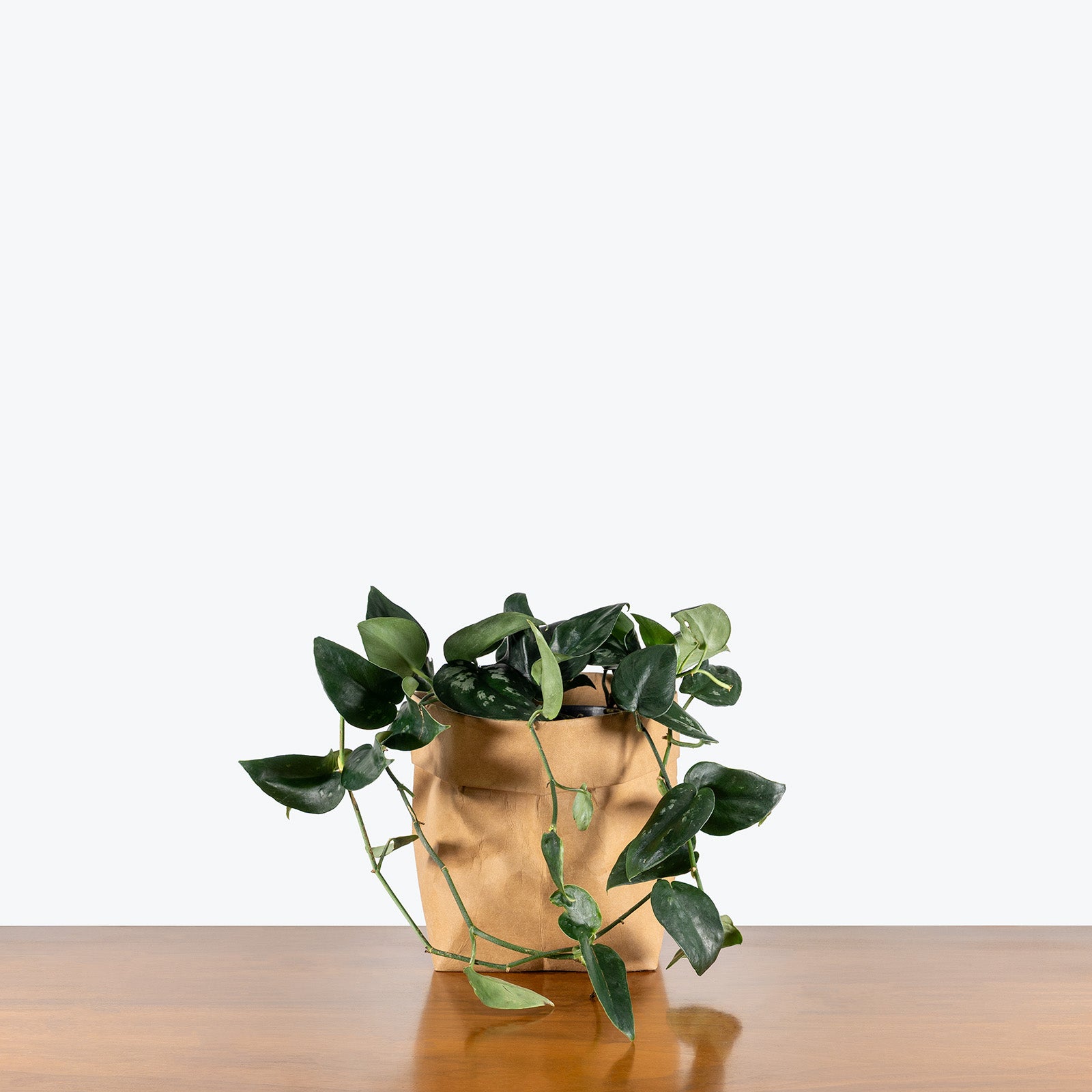 Scindapsus Black Splash | Care Guide and Pro Tips - Delivery from Toronto across Canada - JOMO Studio