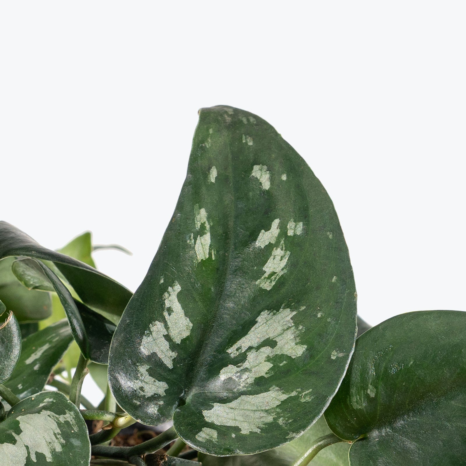 Scindapsus Black Splash | Care Guide and Pro Tips - Delivery from Toronto across Canada - JOMO Studio