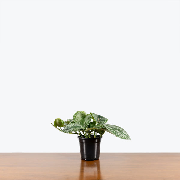 Scindapsus Pictus Exotica | Care Guide and Pro Tips - Delivery