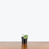 Scindapsus Silver Hero — 4" Pot (smaller than picture)