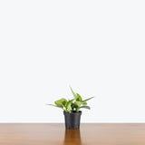 Scindapsus Treubii Moonlight - House Plants Delivery Toronto - JOMO Studio