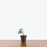 Scindapsus Platinum Java — 4" Pot