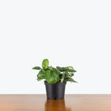 Scindapsus Silver Splash — 6" Pot