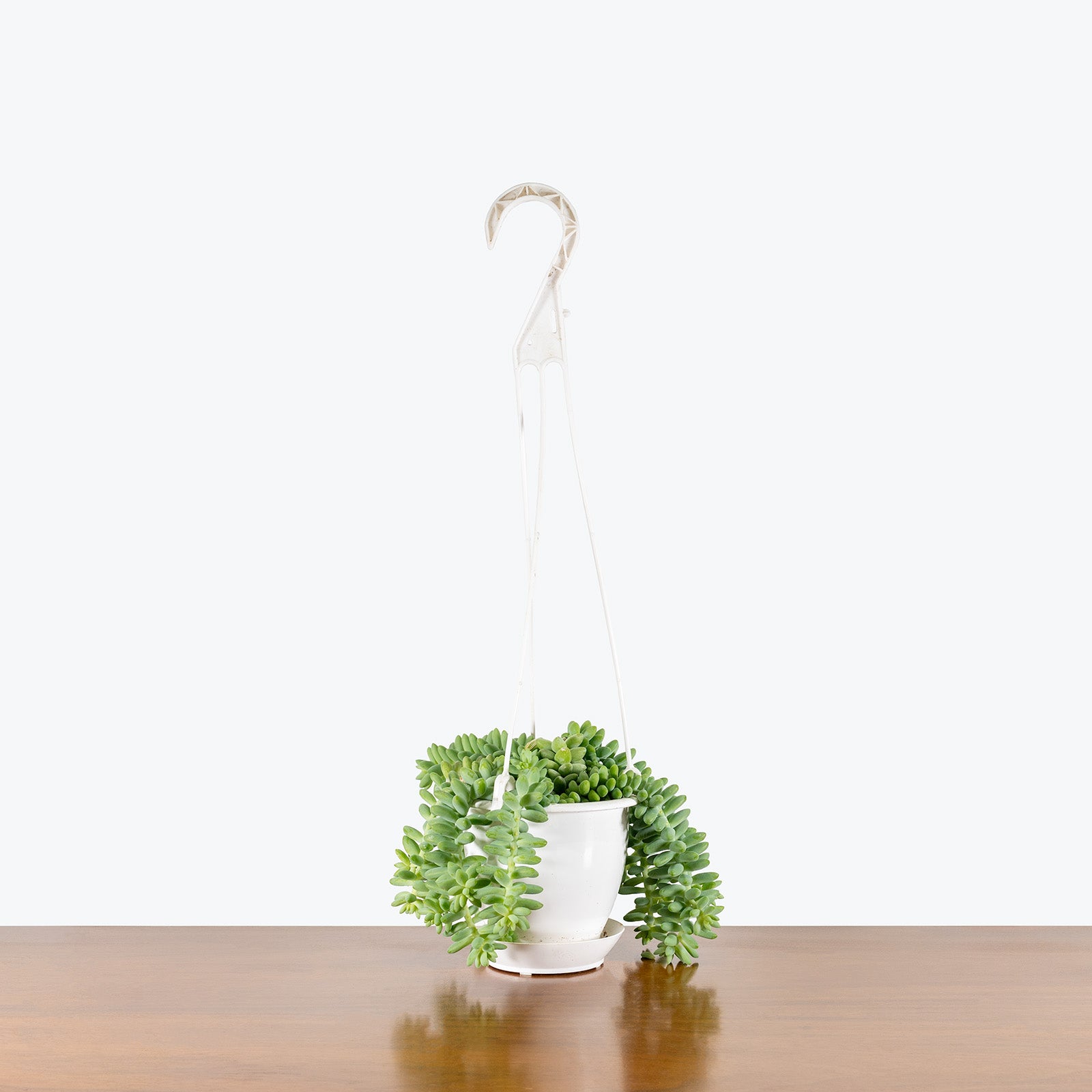 Sedum Burrito | Burro’s Tail | Care Guide and Pro Tips - Delivery from Toronto across Canada - JOMO Studio