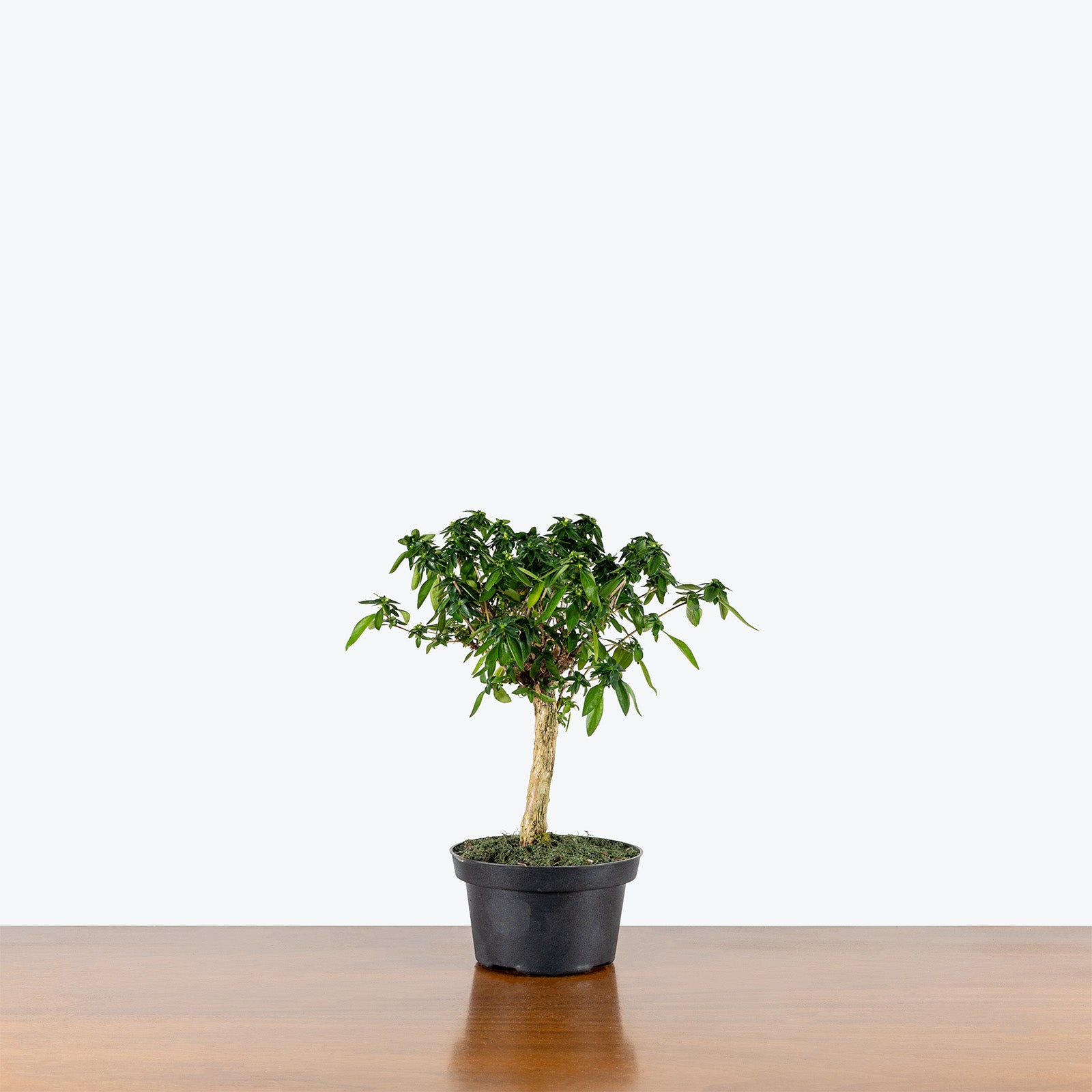 Serissa Japonica Bonsai