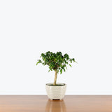 Serissa Japonica Bonsai — 6" Pot -Grey