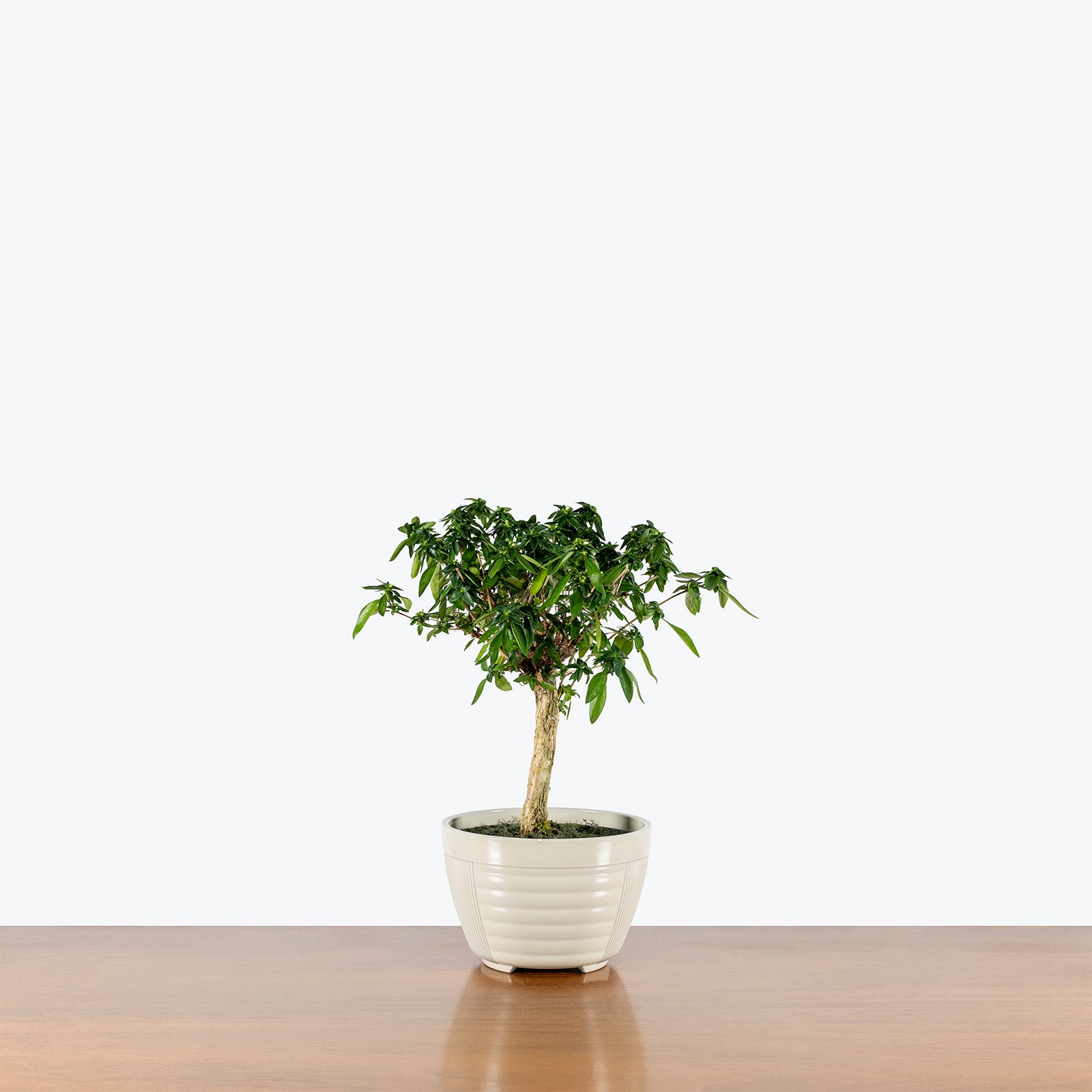 Serissa Japonica Bonsai