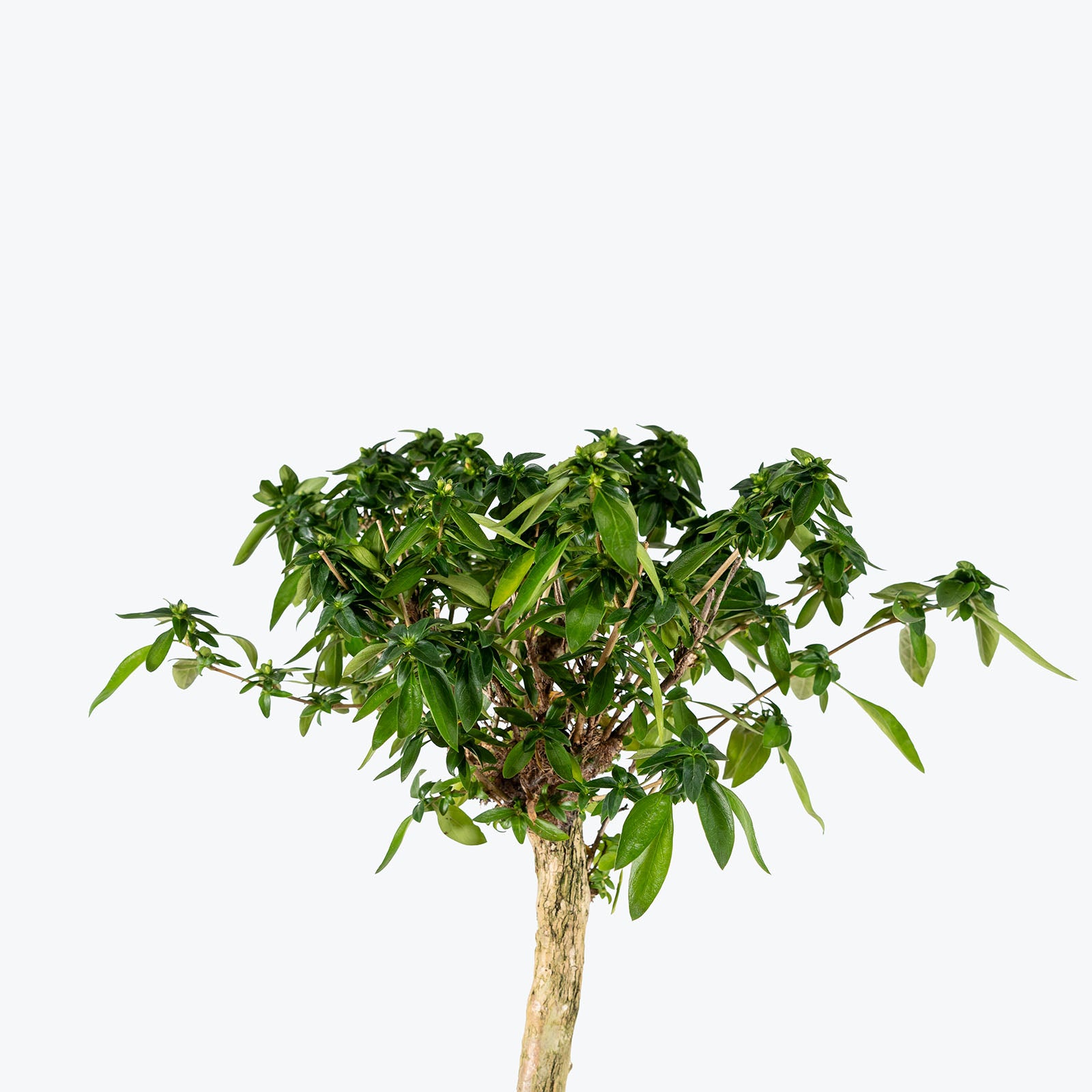 Serissa Japonica Bonsai