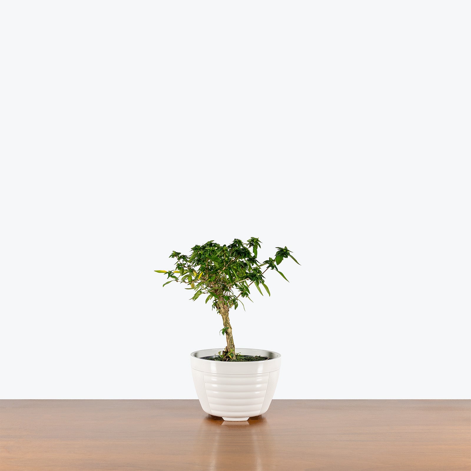Serissa Japonica Bonsai