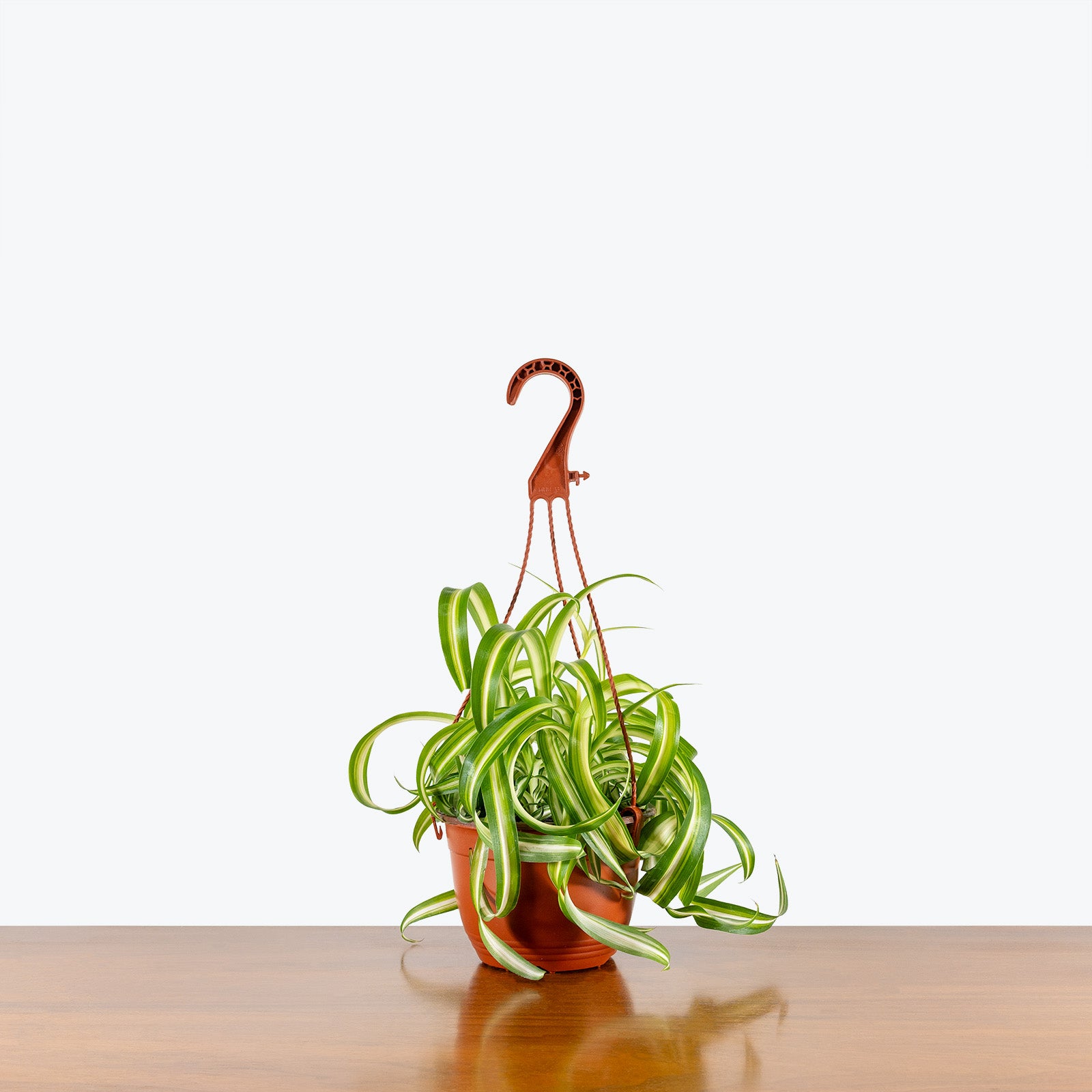 Spider Plant Curly Bonnie | Care Guide and Pro Tips - Delivery from Toronto across Canada - JOMO Studio