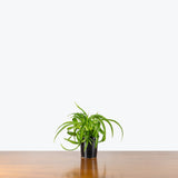 Spider Plant Green Bonnie — 4" Pot