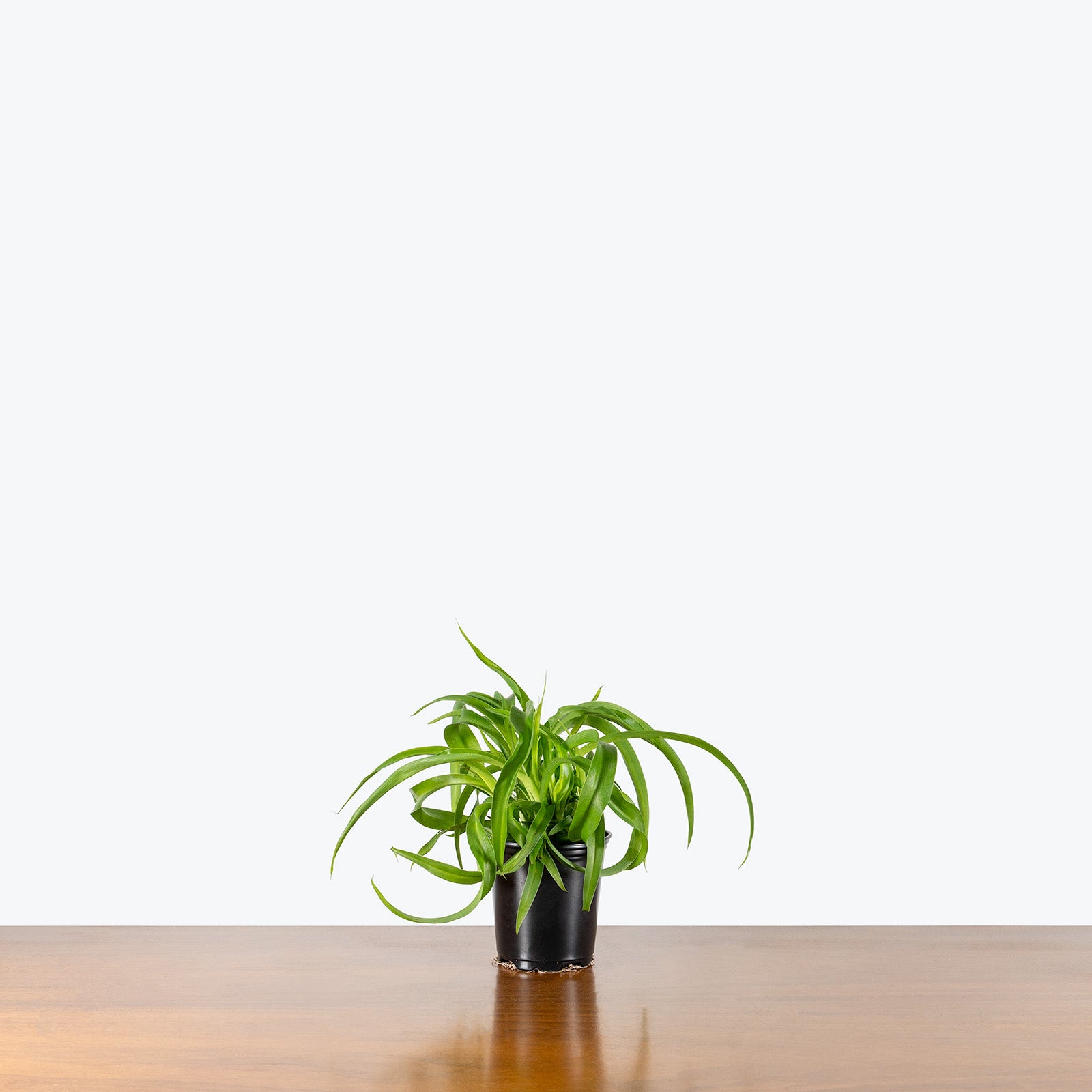 Spider Plant Green Bonnie | Care Guide and Pro Tips - Delivery from Toronto across Canada - JOMO Studio