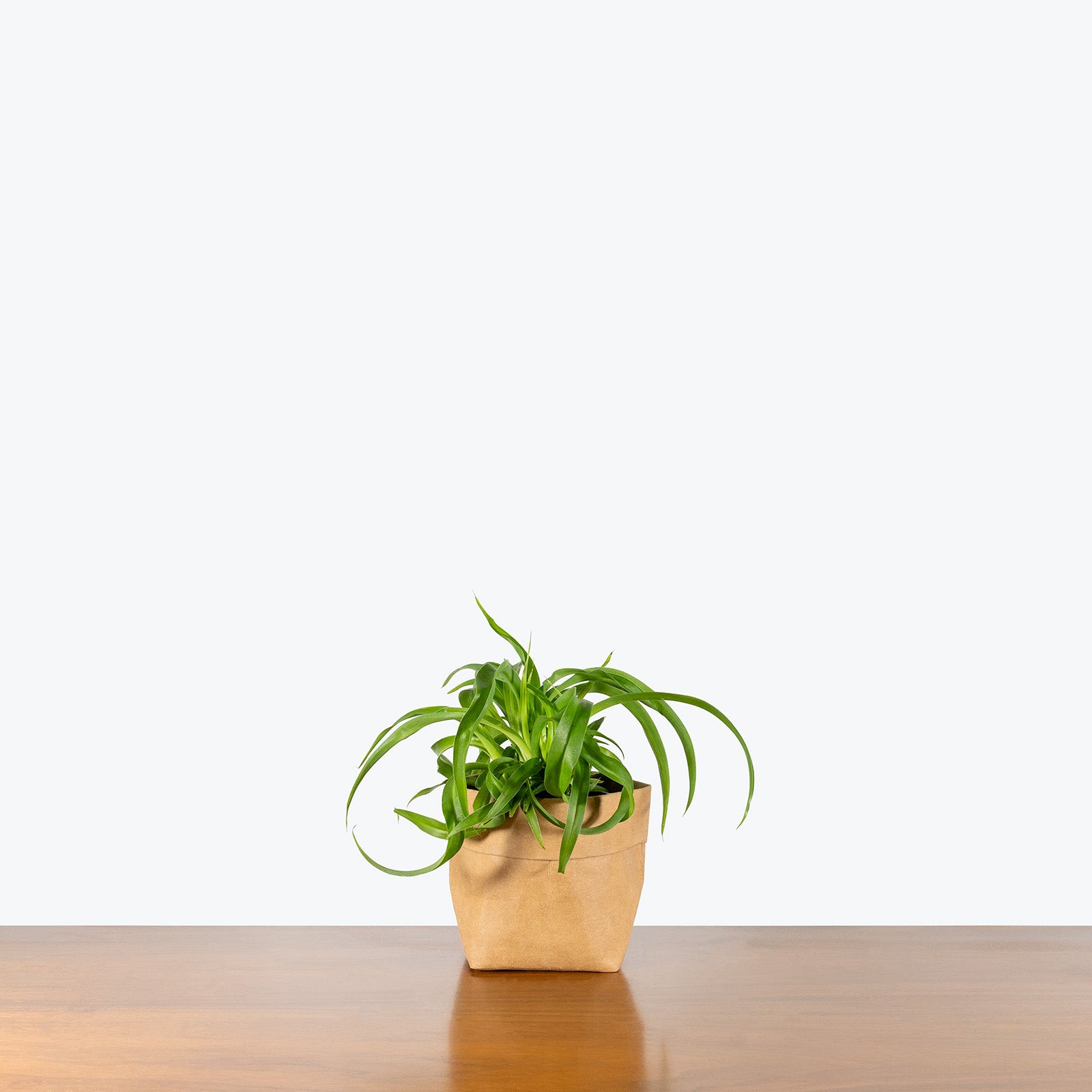 Spider Plant Green Bonnie | Care Guide and Pro Tips - Delivery from Toronto across Canada - JOMO Studio