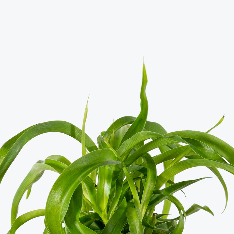 Spider Plant Green Bonnie | Care Guide and Pro Tips - Delivery from Toronto across Canada - JOMO Studio
