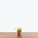 Spider Plant Curly Bonnie — 2.5" Pot