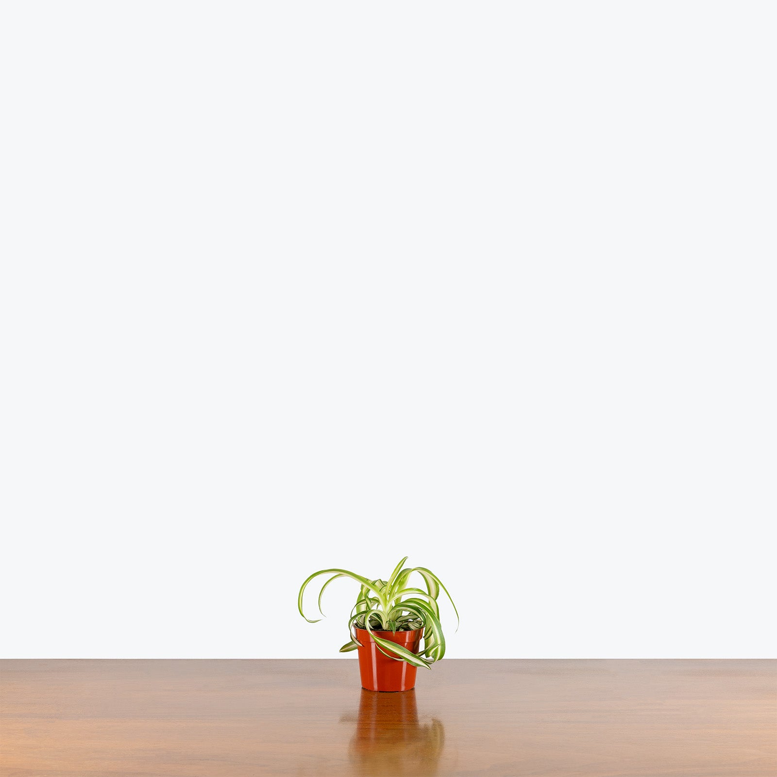 Spider Plant Curly Bonnie | Care Guide and Pro Tips - Delivery from Toronto across Canada - JOMO Studio
