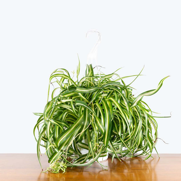curly bonnie spider plant Spider Plant Curly Bonnie | Care Guide and Pro Tips - Delivery from Toronto  across Canada