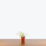 Spider Plant Variegated — 2.5" Pot