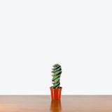 Spiral Cactus — 3.25" Pot