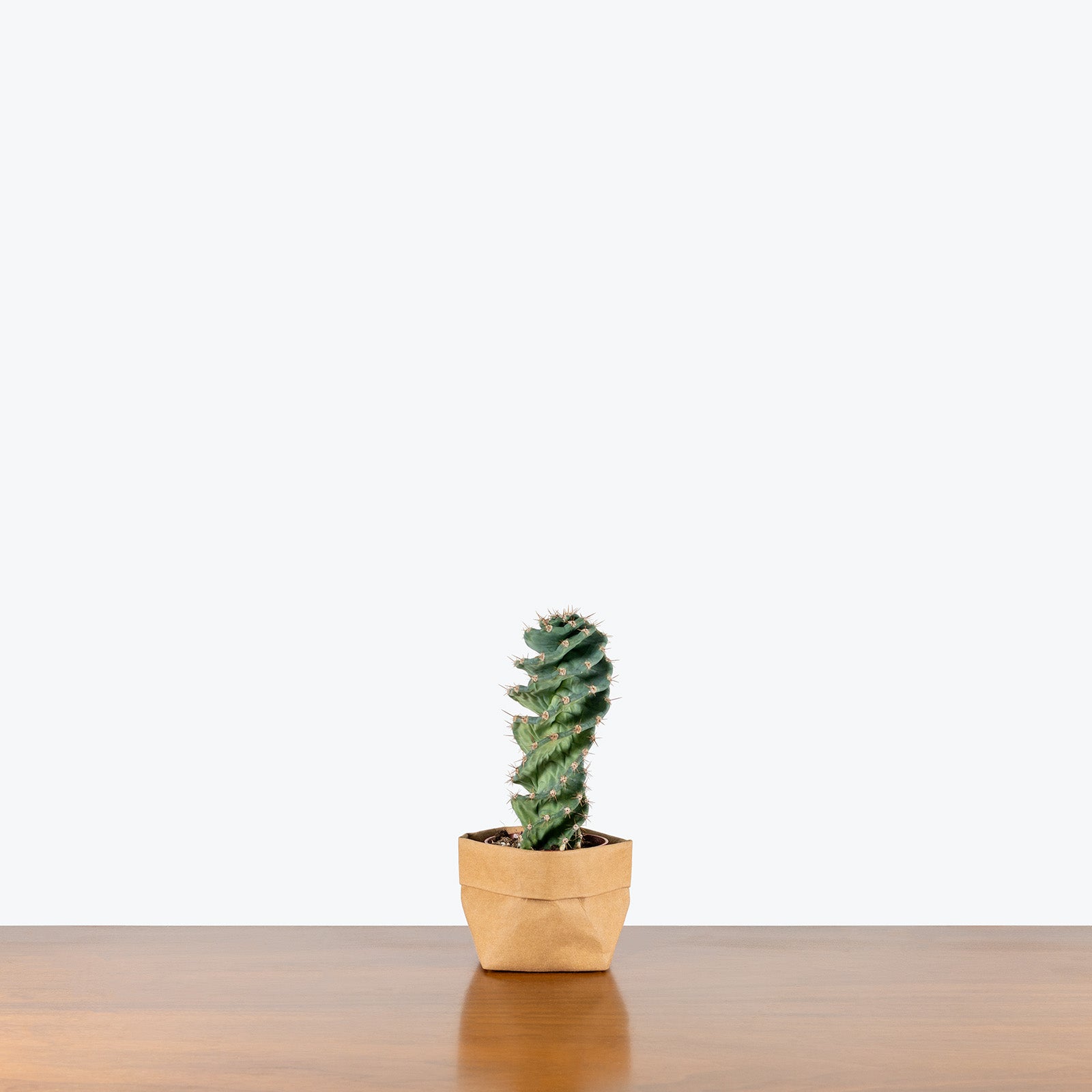 Spiral Cactus | Care Guide and Pro Tips - Delivery from Toronto across Canada - JOMO Studio