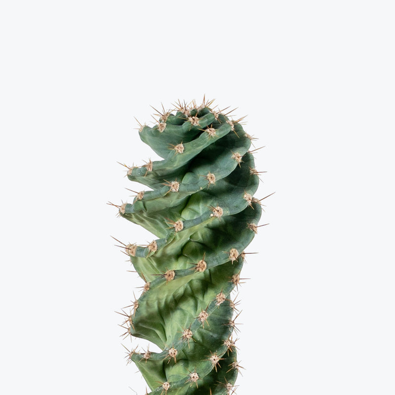 Spiral Cactus | Care Guide and Pro Tips - Delivery from Toronto across Canada - JOMO Studio