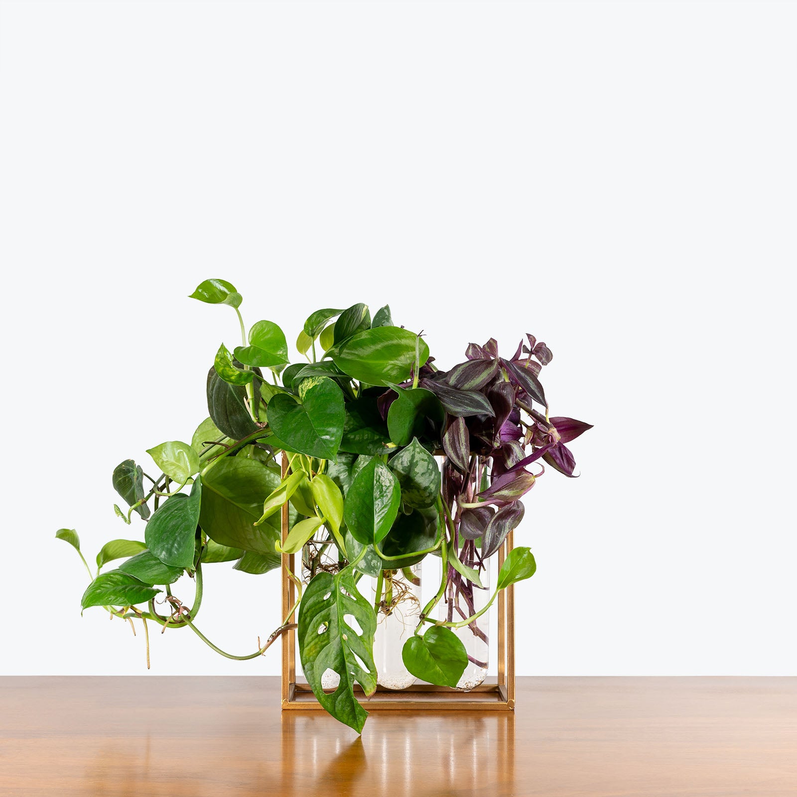 Sprout Propagation Station - House Plants Delivery Toronto - JOMO Studio