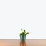 Staghorn Fern Netherlands — 4" Pot