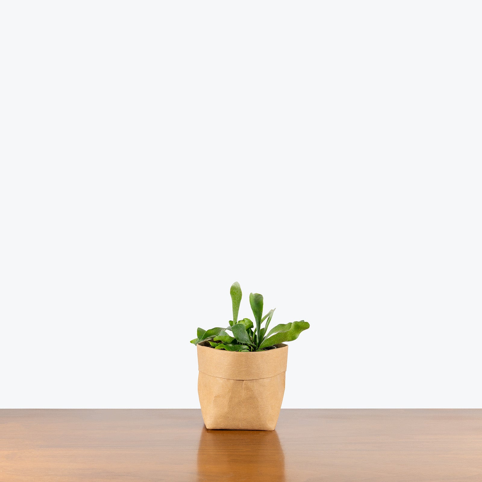 Staghorn Fern Netherlands | Platycerium bifurcatum 'Netherlands' | Care Guide and Pro Tips - Delivery from Toronto across Canada - JOMO Studio