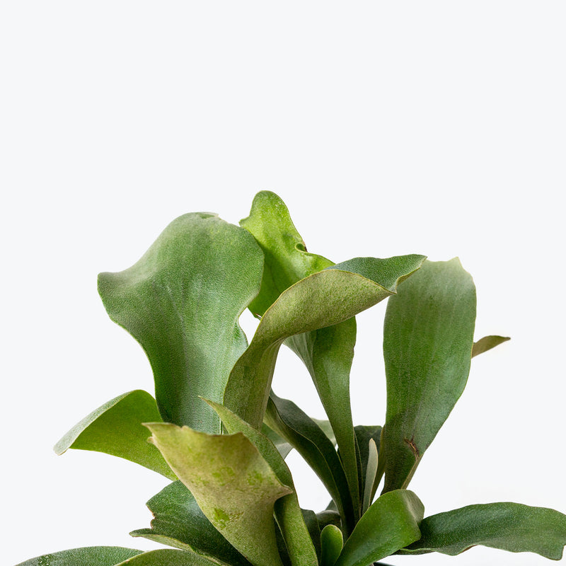 Staghorn Fern - Platycerium Bifurcatum - Top 10 Best Pet Friendly Plants for Your Home - JOMO Studio