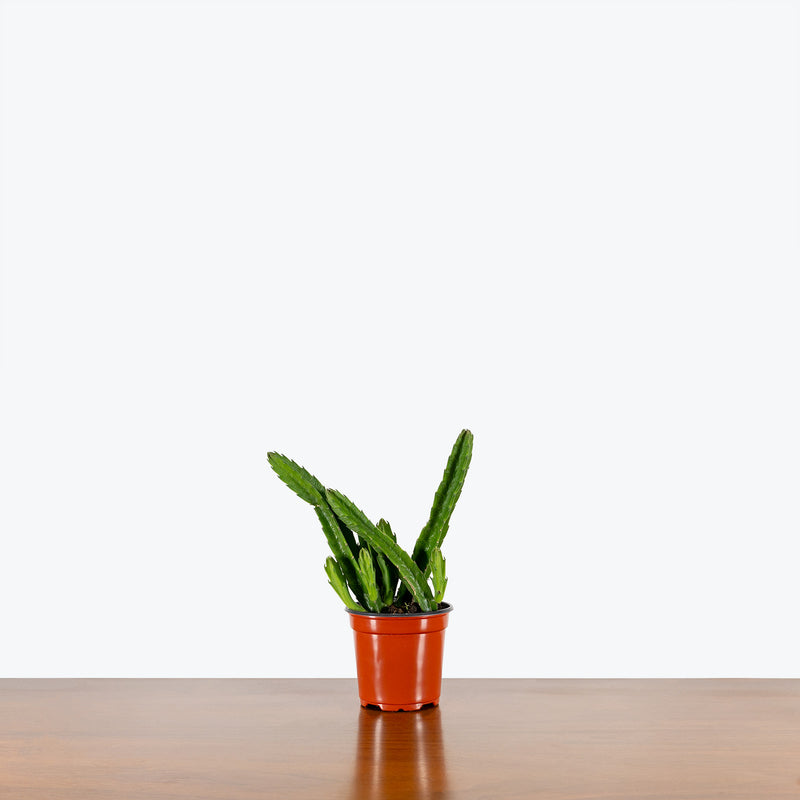 Stapelia Hirsuta - House Plants Delivery Toronto - JOMO Studio