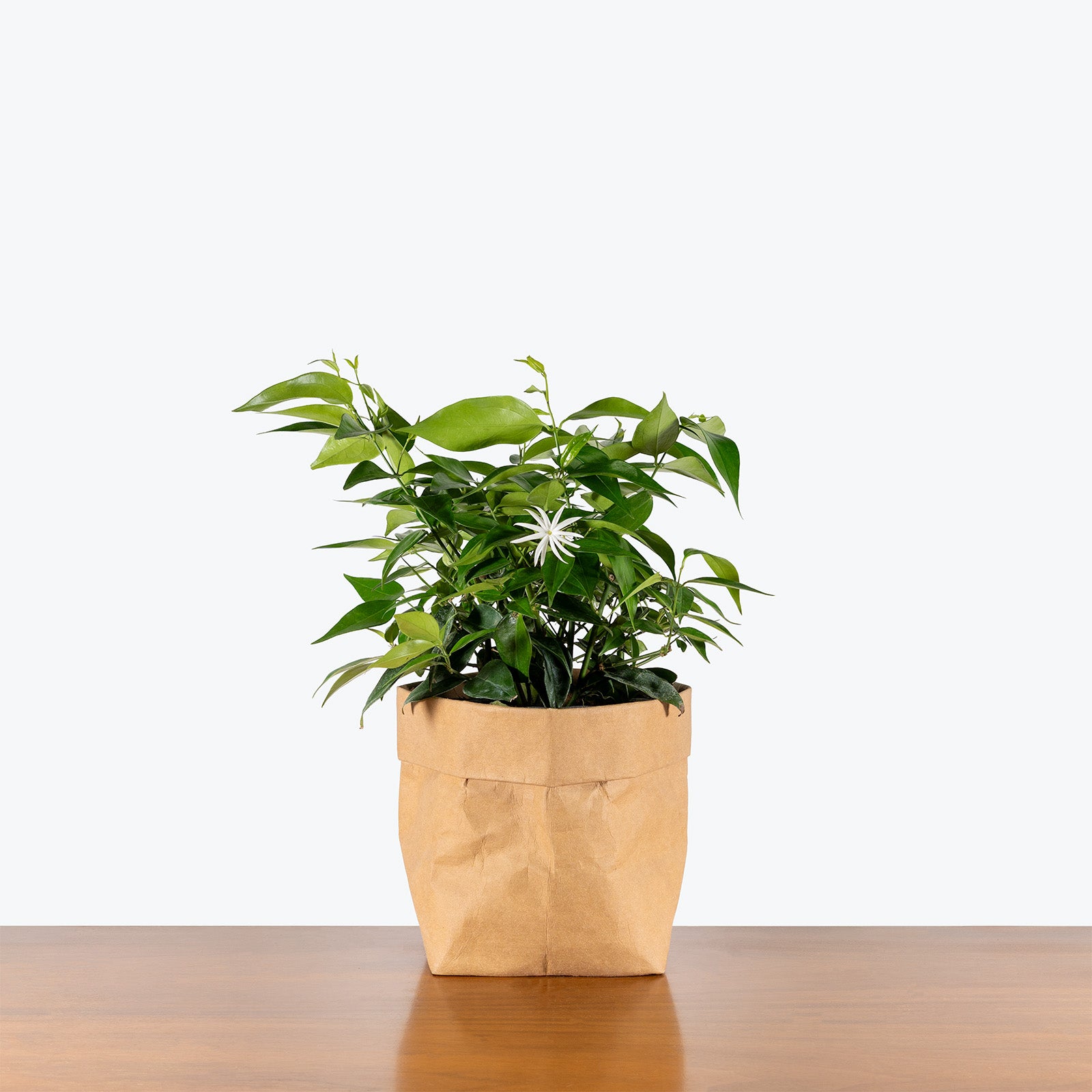 Star Jasmine | Trachelospermum jasminoides | Care Guide and Pro Tips - Delivery from Toronto across Canada - JOMO Studio