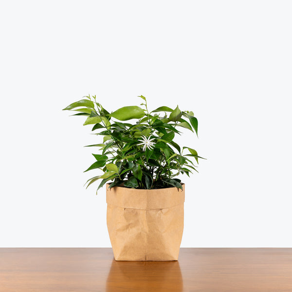StarJasmine6b_grande.jpg?v=